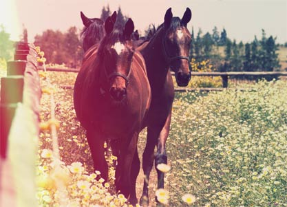 Chevaux dans prairie