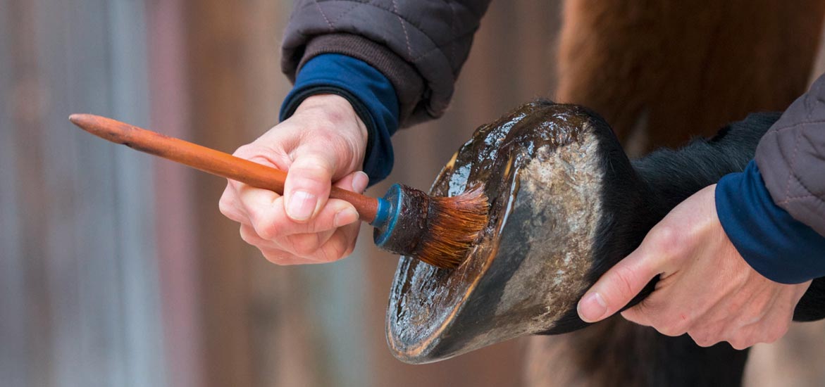 Comment entretenir les pieds de mon cheval pendant l’hiver ? 