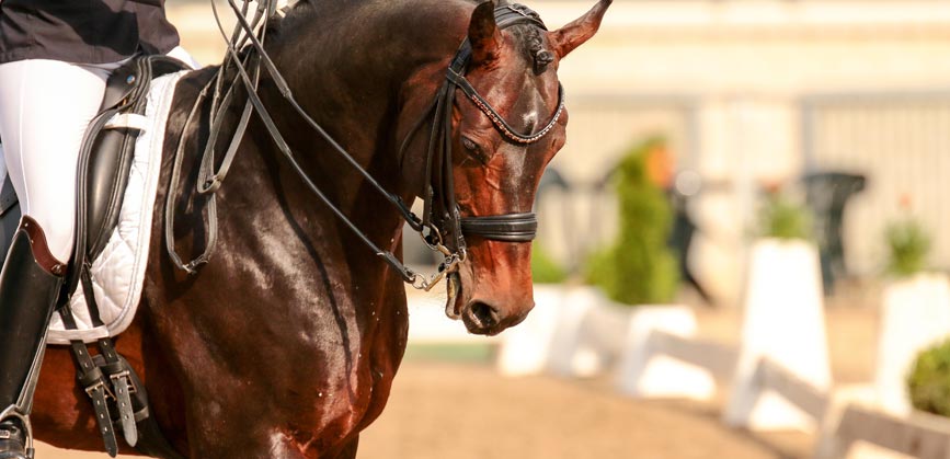 Comment le son de riz peut-il favoriser la prise de masse musculaire chez mon cheval ?