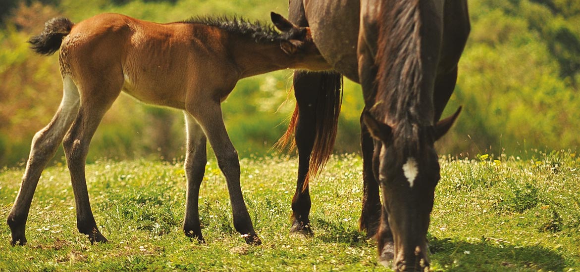 Comment bien choisir sa couverture d’équitation ?