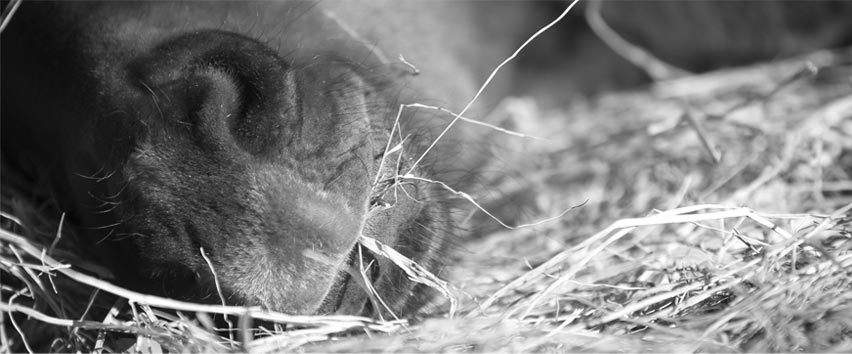 Foin sec ou enrubanné pour vos chevaux ? 