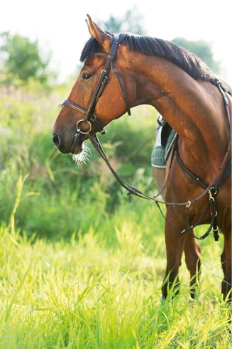 Les ulcères gastriques chez le cheval : quelles origines ?