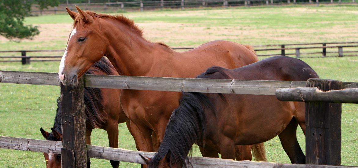Mise au pré : quels sont les points de vigilance chez le cheval ?