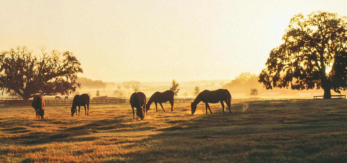 Préparer le pâturage de ses chevaux : que faire en sortie d’hiver ?