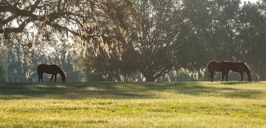 Protégez le foin de mon cheval en hiver : Cloche à fourrage ou râtelier galvanisé?