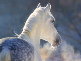 Comment garder son cheval senior en forme, même en hiver ?