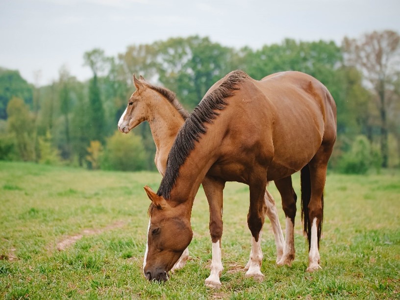 Préparation au sevrage : réussir la transition alimentaire du poulain
