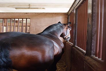 Jouez avec la nourriture !