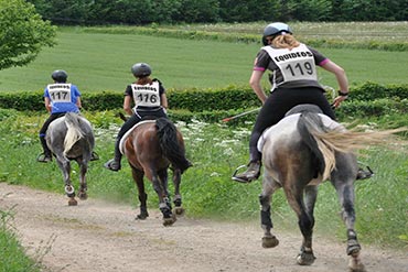L’alimentation spécifique du cheval d’endurance