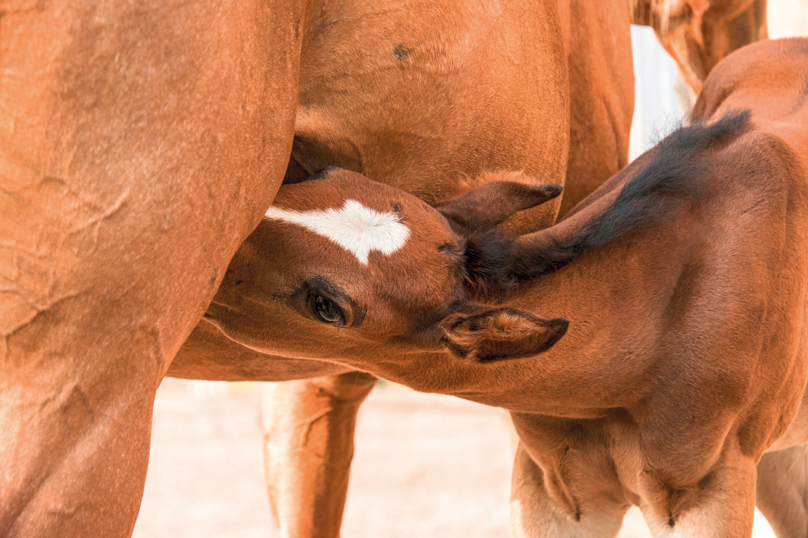 L’importance et la gestion du tarissement de la jument