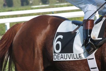 Protéger son cheval c’est bien, protéger ses cellules c’est encore mieux ! 