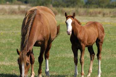 Comment préparer le poulinage de ma jument ?