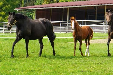 Comment préparer les pâtures de mes chevaux pour l’hiver ?