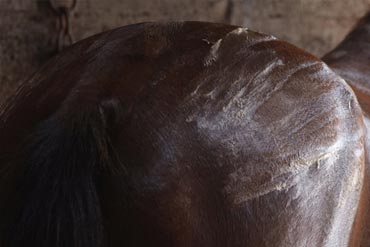 Comment atténuer les courbatures chez le cheval ?
