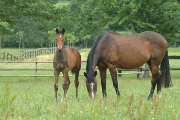Diarrhées du poulain : à quoi sont-elles dues ?