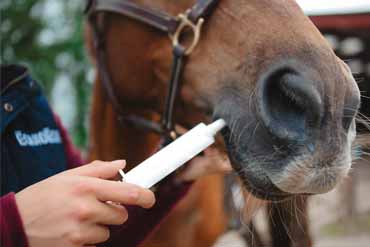 L'intérêt de la vermifugation raisonnée chez le cheval
