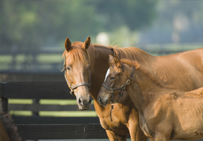 Poulain orphelin : comment réussir son adoption ?