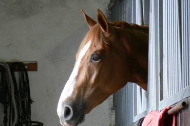 Gérer un cheval au repos forcé
