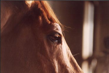 Repos forcé, adaptez la ration !